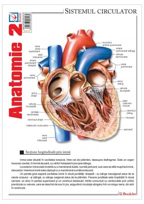 Pliant Anatomie 2
