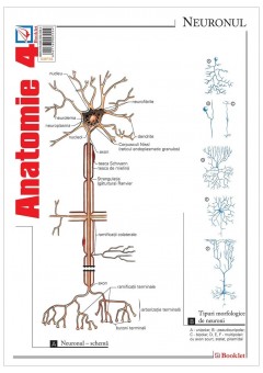 Pliant Anatomie 4..